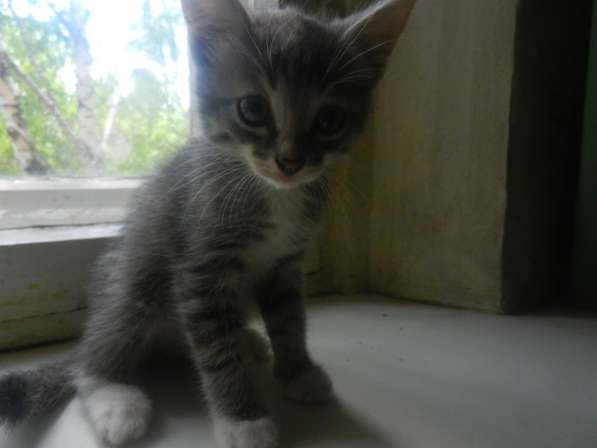 Милые пушистики в Самаре фото 13