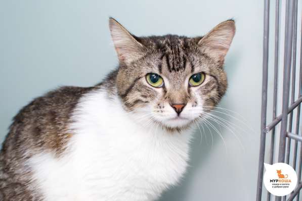 Кошка Киана ищет дом в Москве фото 3