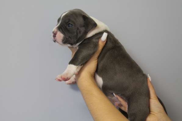 Крутые щенки амстаффа от чемпиона в фото 12