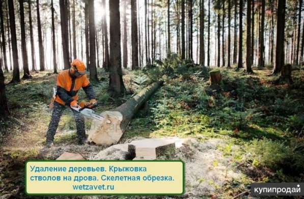 Удаление деревьев и расчистка участка в Жуковском