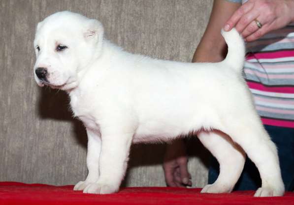 Девочка алабай от Грандчемпионов в Новосибирске фото 17