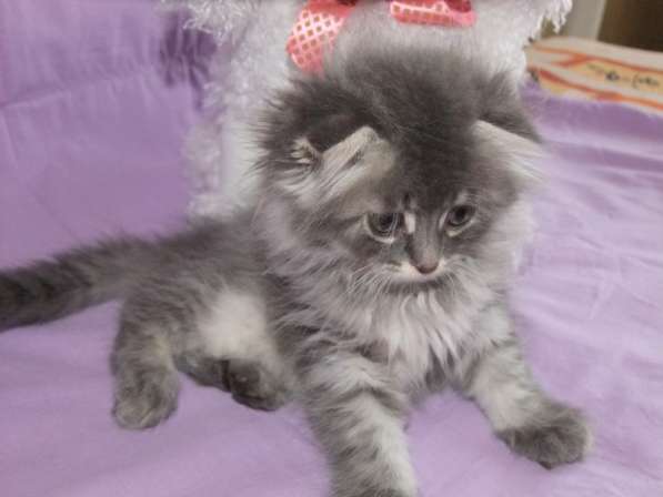 Шотландская вислоухая в Санкт-Петербурге фото 6