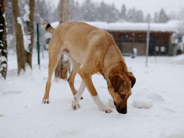 Ищу Дом для Скуби Ду в Москве
