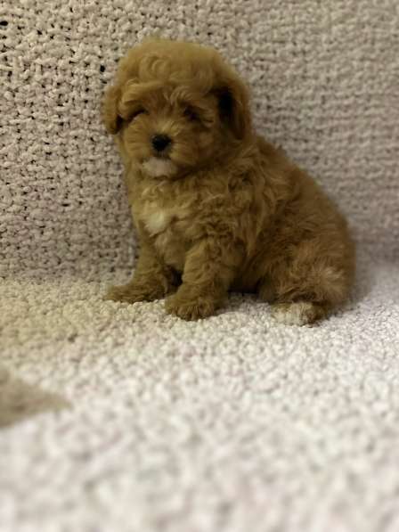 Мальтипу F - 1 в