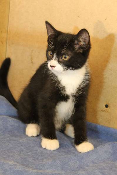 Грациозные угольно-черные котята в Санкт-Петербурге фото 31