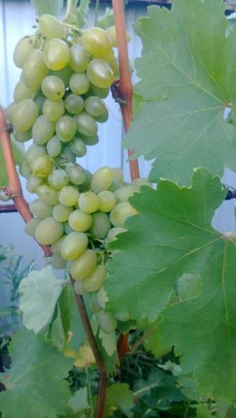 Саженцы винограда в Уфе фото 4