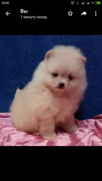 Померанский шпиц -две миниатюрные девочки в Солнечногорске фото 22