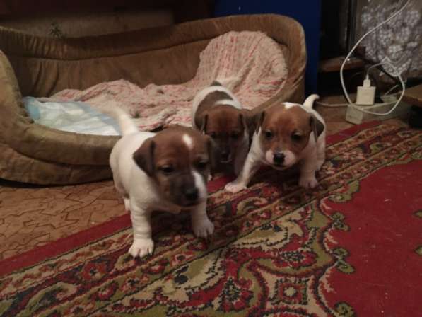 Джек рассел терьер щенята