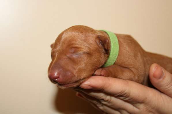 Продам щенков Чирнеко дель Этна в Нижнем Новгороде фото 14