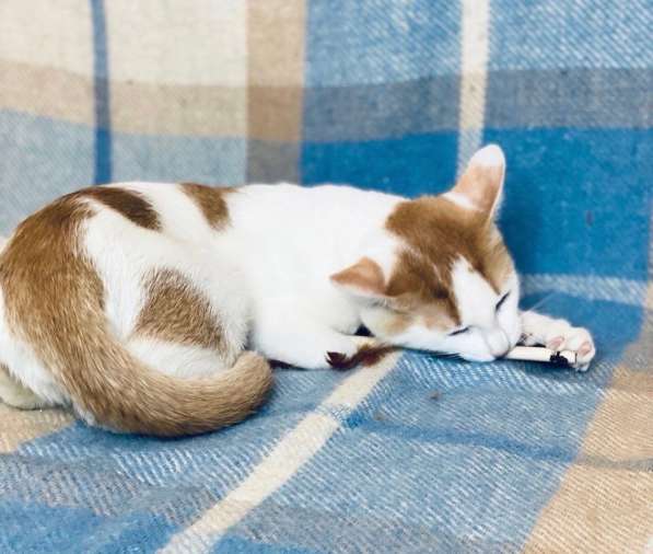 Необыкновенно яркий котенок Сникерс ищет дом в Москве фото 13