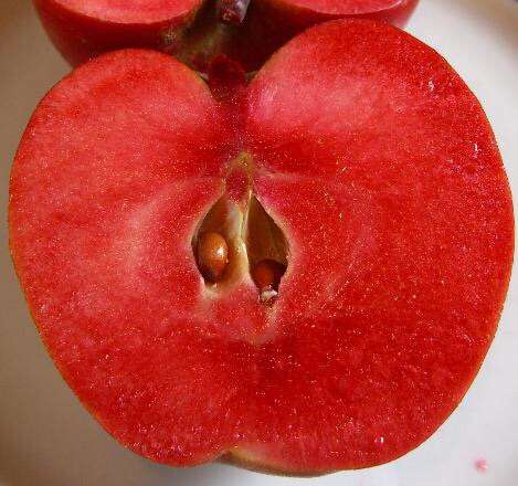 Саженцы яблонь с красной мякотью в фото 4