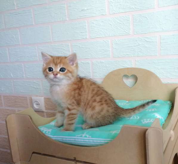 Золотые шиншилки в фото 11