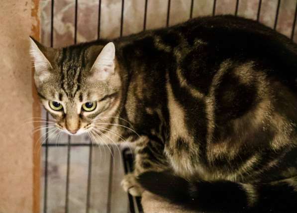 Ищет дом трепетная кошечка Тиффани в Москве фото 12