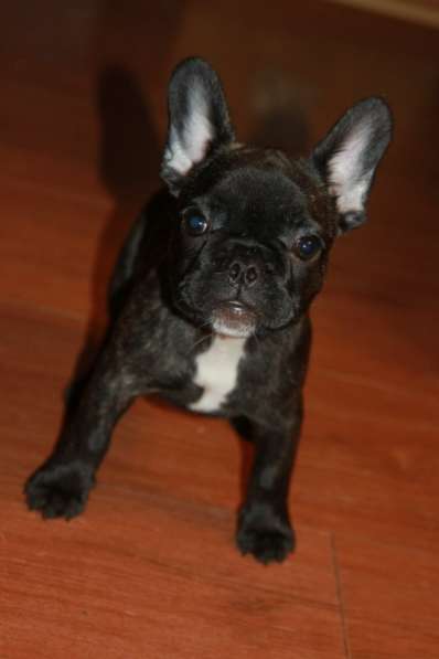 Французский бульдог в Москве фото 14