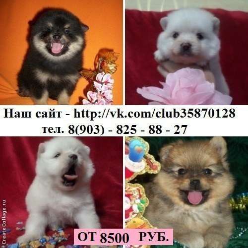 Щеночки померанцы