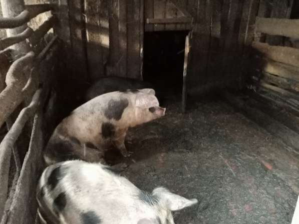 Продаются домашние свиньи