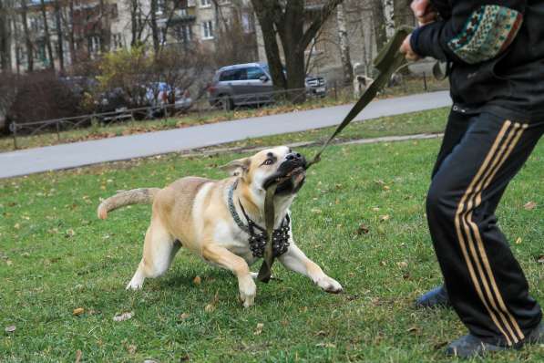 Крупный, молодой и сильный пёс с харизмой в Санкт-Петербурге фото 6