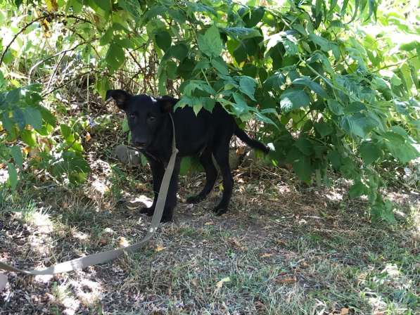 Черный щенок в Краснодаре