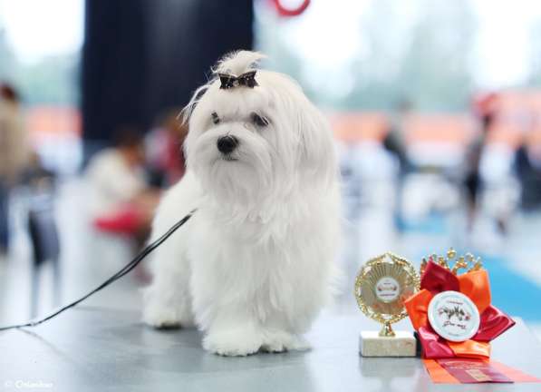 Мальтезе (мальтийской болонки) щенки от чемпионов в Москве фото 9