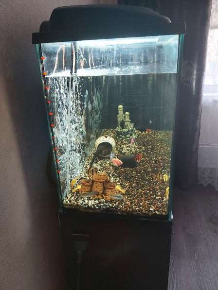 Аквариум в Нижневартовске фото 12