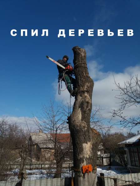 Спил Деревьев любой сложности! в фото 6