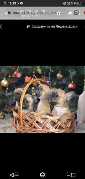 Французский бульдог в Краснодаре