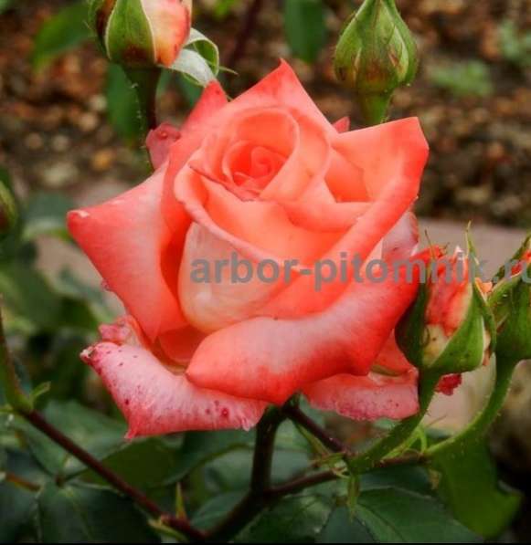Саженцы кустовых роз из питомника, каталог роз в большом асс