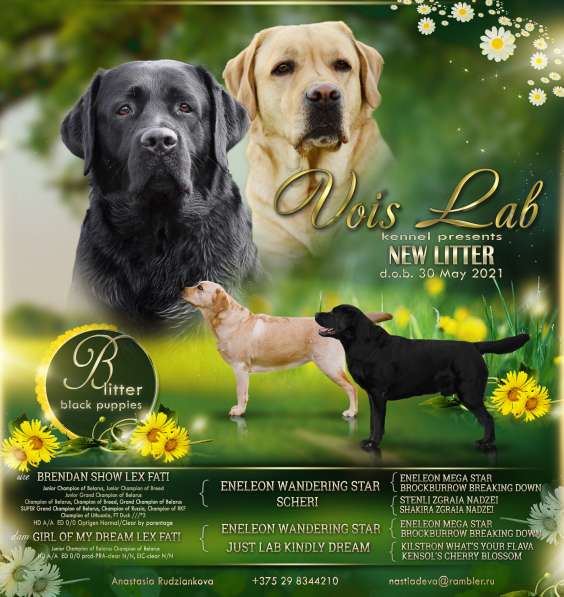 Щенки лабрадора- ретривера в фото 5