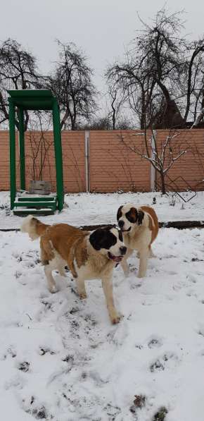 Щенки сенбернара в фото 20