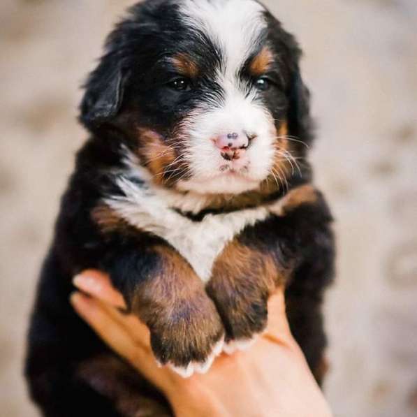 Щенки бернского зенненхунда из питомника в Москве фото 39