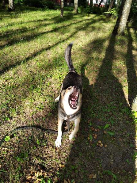 Тася в добрые руки в Ногинске фото 12