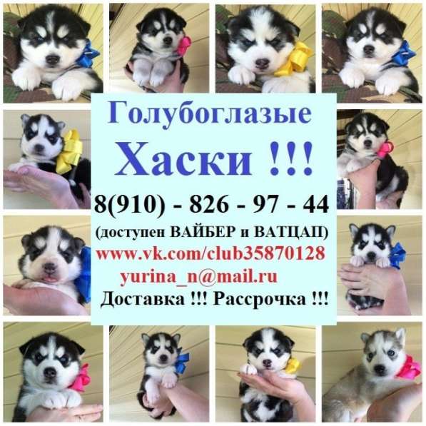 Сибирские щеночки