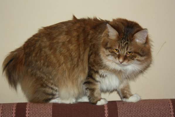 Курильский бобтейл в Санкт-Петербурге фото 9