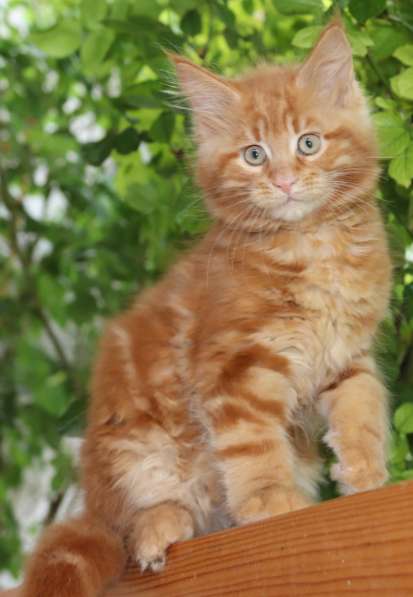 Рыжие Мейн куны в фото 20