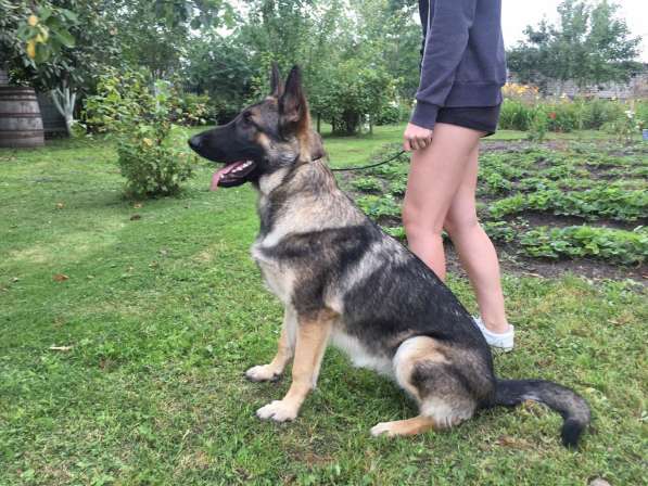 Щенок восточноевропейской овчарки в фото 7