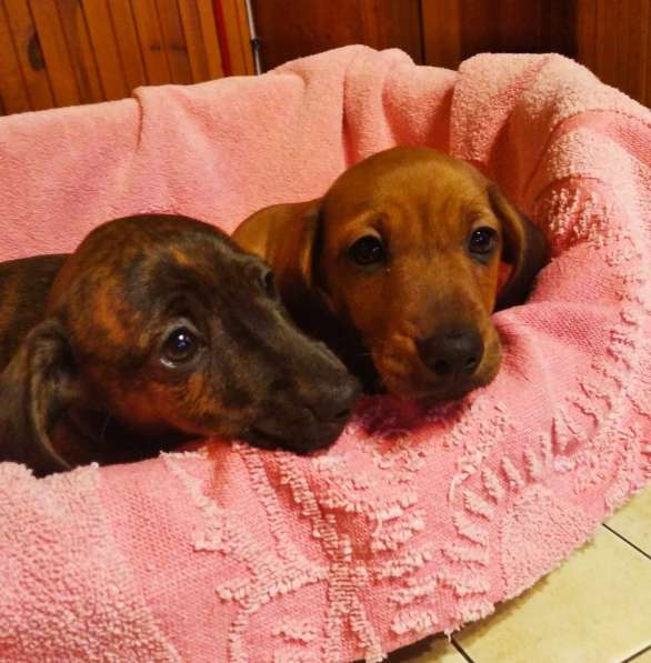 Щенки карликовой таксы