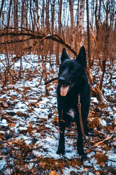 Черная овчарка - редкая красавица собака ищет дом