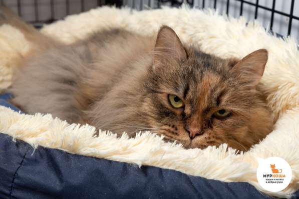 Кошка Анджелина в Москве фото 5