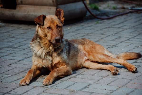 Представительный молодой пёс в дом в Санкт-Петербурге фото 3