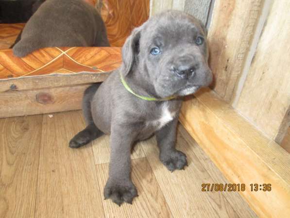 Малыши Корсики 3 мес в Москве фото 17