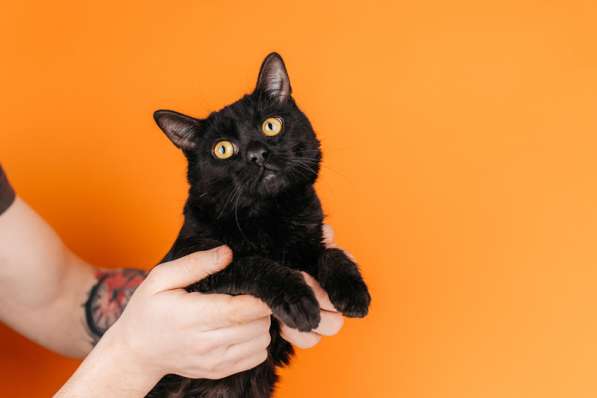 Черный молодой котейка подросток Черныш ищет дом в Москве фото 5