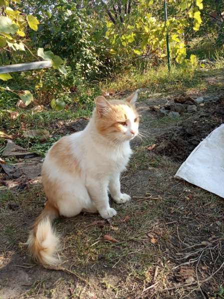 Добрый кот ищет дом в Таганроге