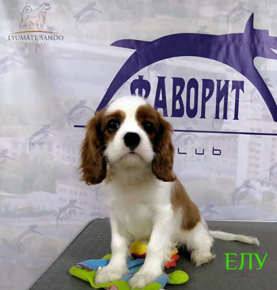 Кавалер кинг чарльз спаниель в Омске