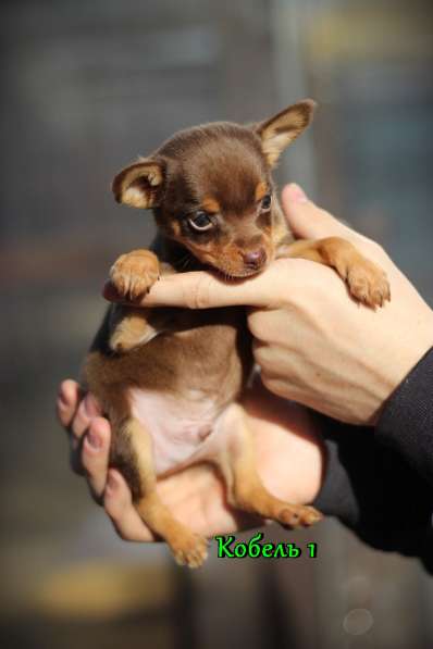 Щенки Русского той -терьера в Новосибирске фото 25