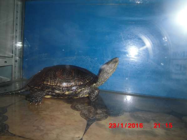 Болотные черепахи в Добрянке фото 4