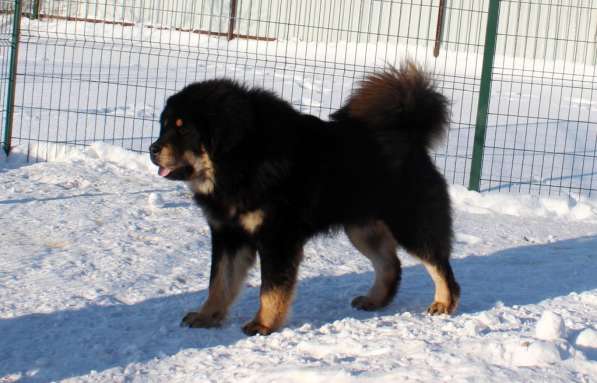 Тибетский мастиф - лучший страж на территории в Москве фото 115