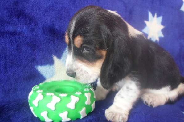 Щенки Бассет-хаунд в Армавире фото 63