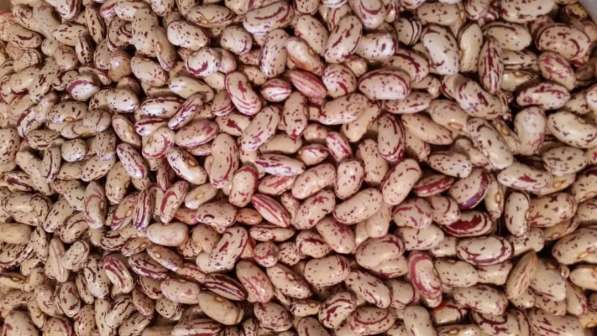 2018 New Crop 100% Natural Beans from Kyrgyzstan в фото 6