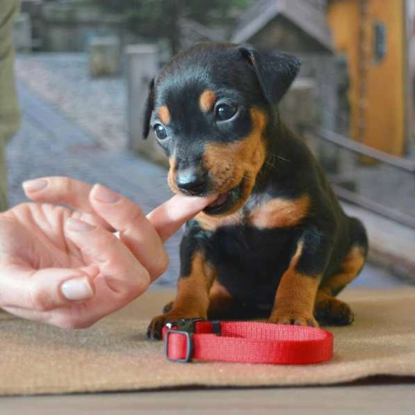 Немецкий пинчер щенок в Москве фото 10