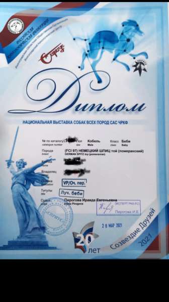 Продаются щенки шпица в Волгограде фото 3